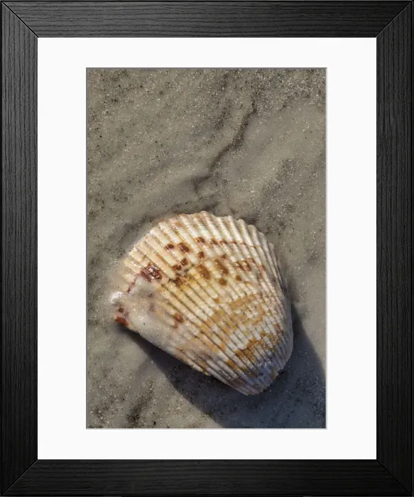Framed Print : Seashell, Honeymoon Island State Park, Dunedin, Florida, USA Framed Print : Seashell, Honeymoon Island State Park, Dunedin, Florida, USA