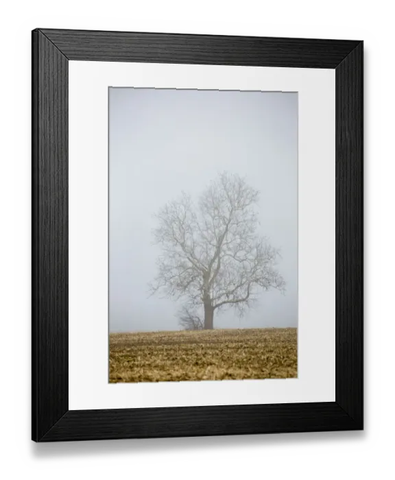 Framed Print : Bare tree in fog Marion Co. IL Framed Print : Bare tree in fog Marion Co. IL