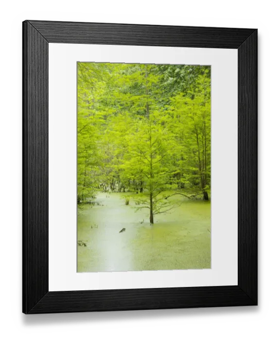 Framed Print : Bald Cypress trees (Taxodium distichum) Heron Pond Little Black Slough, Johnson Co. IL