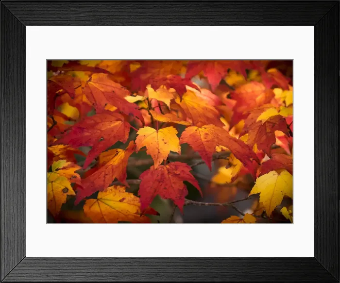 Framed Print : USA, Acadia National Park, Autumn leaves
