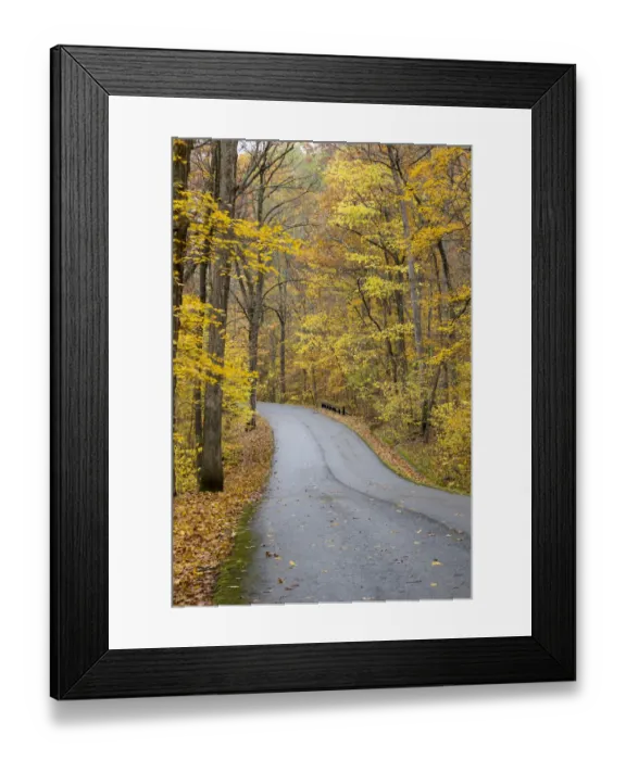 Framed Print : Road in fall Color Giant City State Park IL