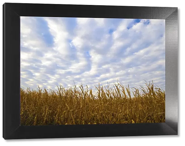 Corn field with blue sky and beautiful clouds