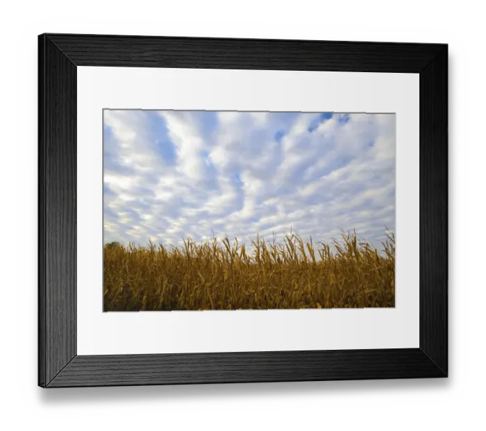 Framed Print : Corn field with blue sky and beautiful clouds Framed Print : Corn field with blue sky and beautiful clouds