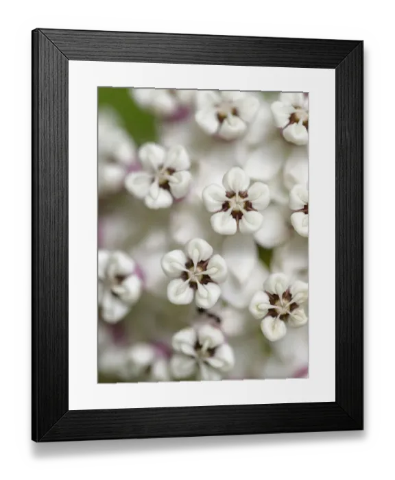 Framed Print : Close-up of flower heads before opening (redring milkweed, white-flowered milkweed Framed Print : Close-up of flower heads before opening (redring milkweed, white-flowered milkweed