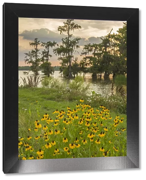 USA, Louisiana, Lake Martin. Cypress trees and coneflowers at sunset. Credit as: Cathy