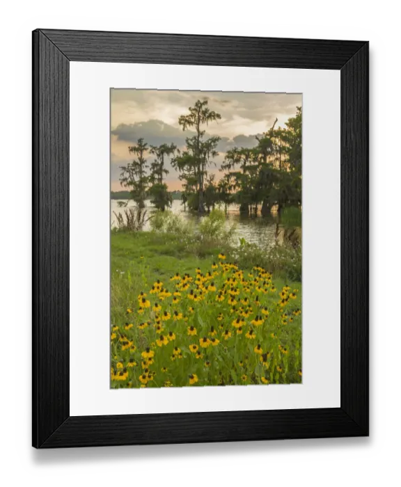 Framed Print : USA, Louisiana, Lake Martin. Cypress trees and coneflowers at sunset. Credit as: Cathy Framed Print : USA, Louisiana, Lake Martin. Cypress trees and coneflowers at sunset. Credit as: Cathy