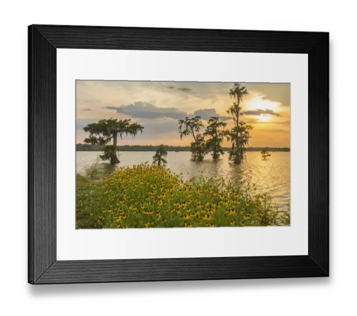 Framed Print : USA, Louisiana, Lake Martin. Cypress trees and coneflowers at sunset. Credit as: Cathy Framed Print : USA, Louisiana, Lake Martin. Cypress trees and coneflowers at sunset. Credit as: Cathy
