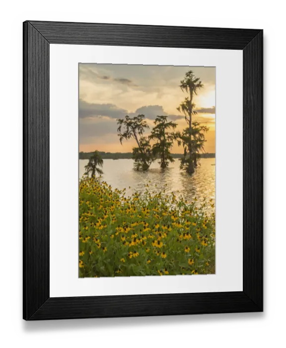 Framed Print : USA, Louisiana, Lake Martin. Cypress trees and coneflowers at sunset. Credit as: Cathy Framed Print : USA, Louisiana, Lake Martin. Cypress trees and coneflowers at sunset. Credit as: Cathy