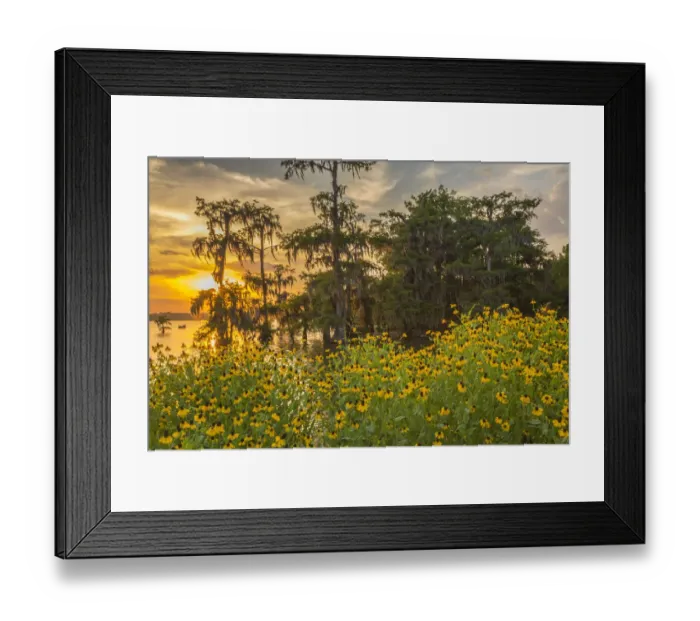 Framed Print : USA, Louisiana, Lake Martin. Cypress trees and coneflowers at sunset. Credit as: Cathy Framed Print : USA, Louisiana, Lake Martin. Cypress trees and coneflowers at sunset. Credit as: Cathy