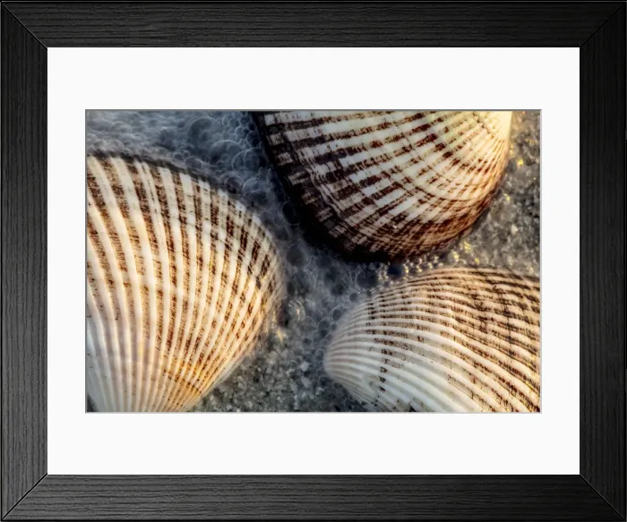 Framed Print : Seashells on Sanibel Island in Florida, USA