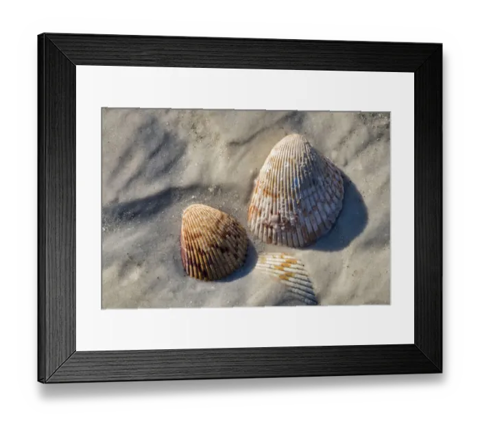 Framed Print : Seashells, Honeymoon Island State Park, Dunedin, Florida, USA Framed Print : Seashells, Honeymoon Island State Park, Dunedin, Florida, USA