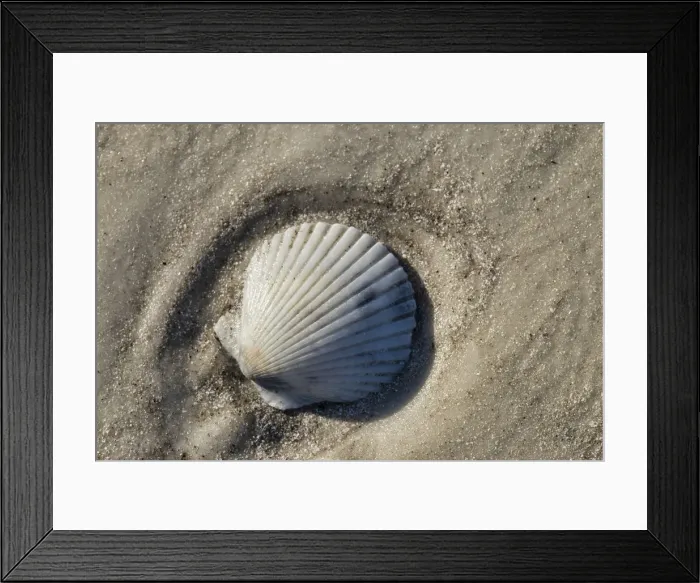 Framed Print : Seashell, Honeymoon Island State Park, Dunedin, Florida, USA Framed Print : Seashell, Honeymoon Island State Park, Dunedin, Florida, USA