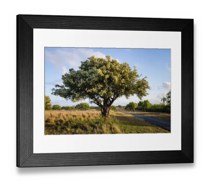 Framed Print : Texas ebony (Pithecellobium ebano) in bloom