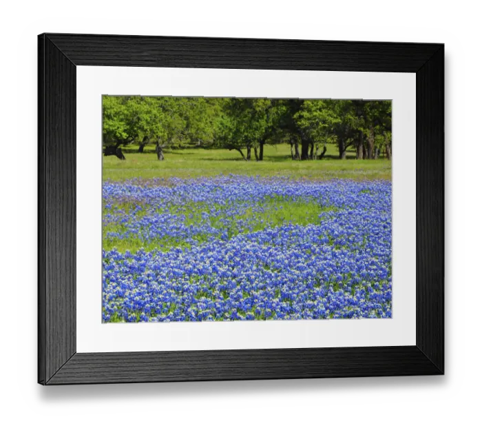 Framed Print : Springtime bloom of bluebonnets and paintbrush near Lake Buchanan Dam, Texas Hill Country Framed Print : Springtime bloom of bluebonnets and paintbrush near Lake Buchanan Dam, Texas Hill Country