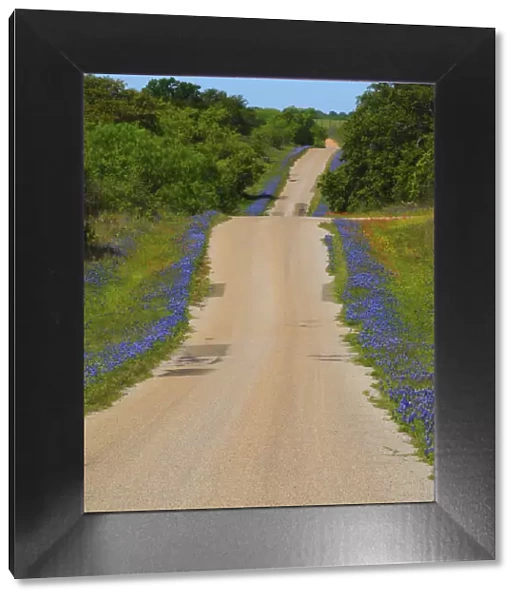 Dirt road Texas Hill Country lined with blue Bonnets