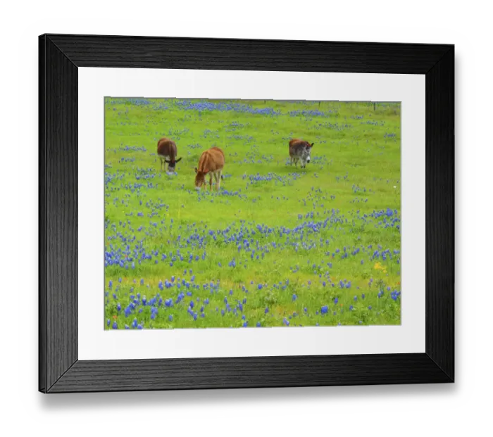 Framed Print : Donkey in field of bluebonnets near Llano Texas Framed Print : Donkey in field of bluebonnets near Llano Texas
