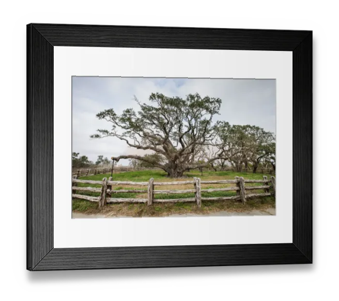Framed Print : Live oak (Quercus virginiana) exhibit Framed Print : Live oak (Quercus virginiana) exhibit