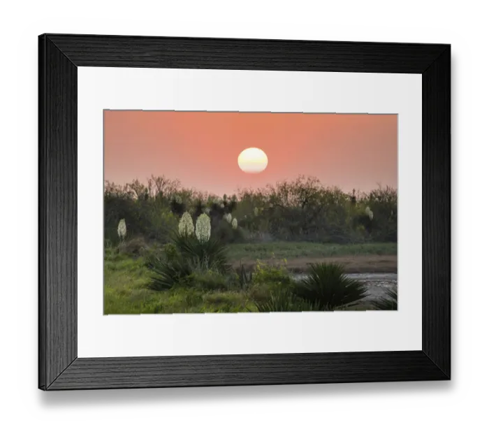 Framed Print : Spanish dagger (Yucca treculeana) in bloom Framed Print : Spanish dagger (Yucca treculeana) in bloom