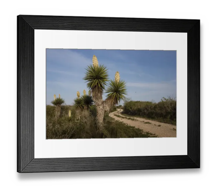 Framed Print : Spanish dagger (Yucca treculeana) in bloom Framed Print : Spanish dagger (Yucca treculeana) in bloom