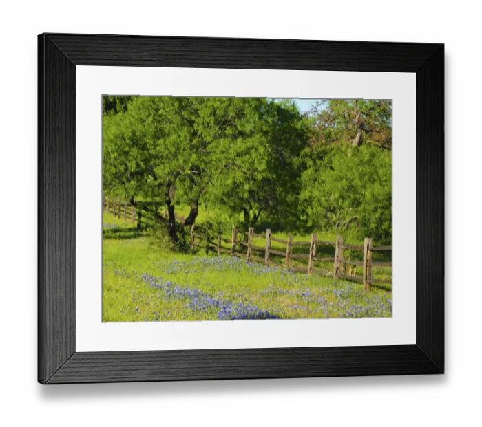 Framed Print : Wildflowers along Highway 29 between Llano and Buchanan Dam, Texas Hill Country