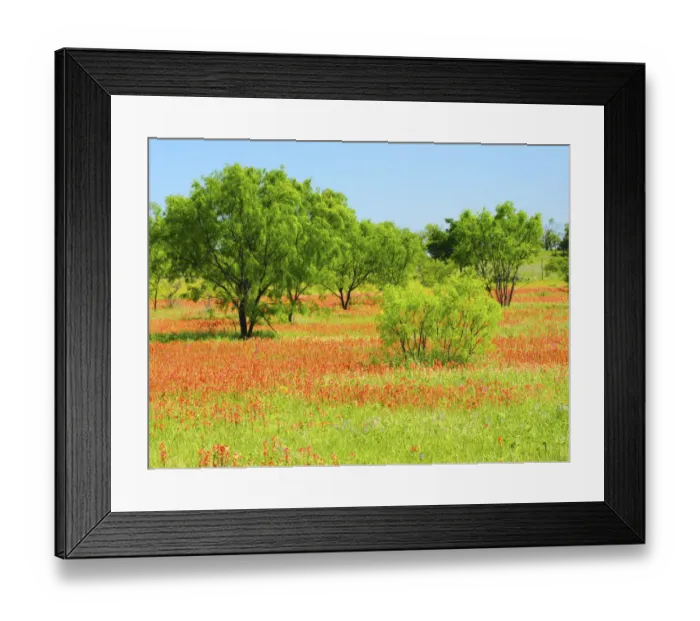 Framed Print : Indian Paintbrush along Old Spanish trail near Buchanan Dam, Texas Hill Country Framed Print : Indian Paintbrush along Old Spanish trail near Buchanan Dam, Texas Hill Country