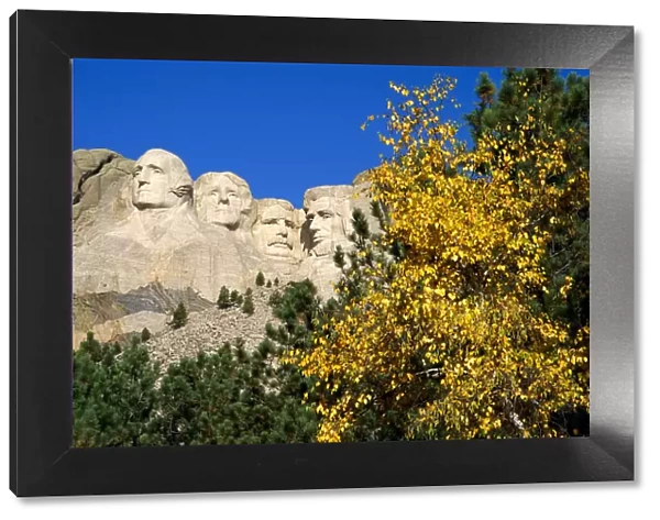 Fall color under Mount Rushmore, Mount Rushmore National Memorial, South Dakota, USA