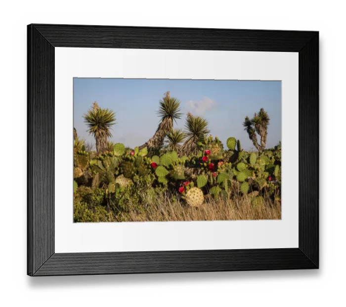 Framed Print : Prickly pear (Opuntia lindheimeri) cactus in bloom Framed Print : Prickly pear (Opuntia lindheimeri) cactus in bloom