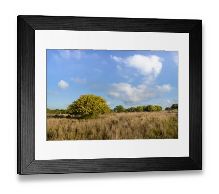 Framed Print : Texas ebony (Pithecellobium ebano) in bloom Framed Print : Texas ebony (Pithecellobium ebano) in bloom