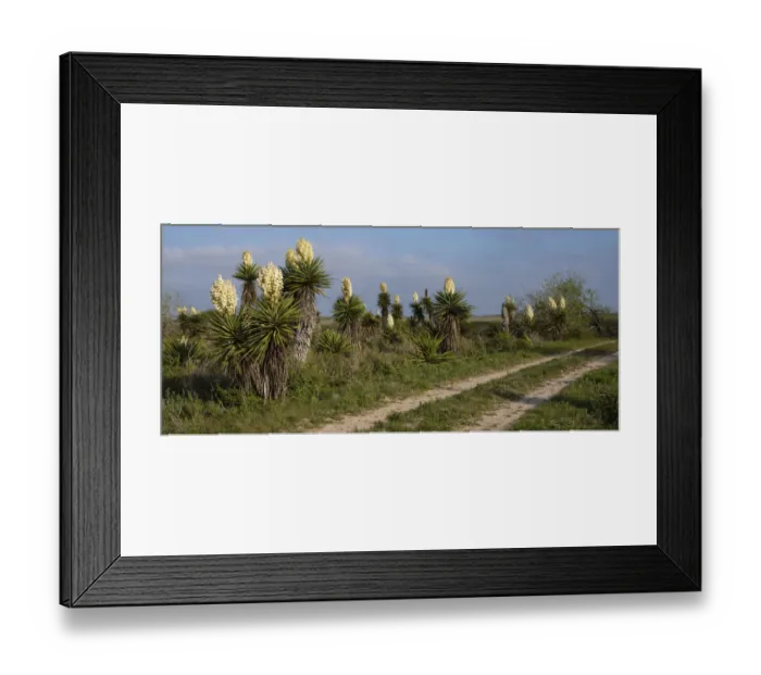 Framed Print : Spanish dagger (Yucca treculeana) in bloom Framed Print : Spanish dagger (Yucca treculeana) in bloom