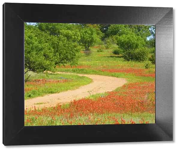 Dirt road lined with Indian paintbrush along Old Spanish Trail near Buchanan Dam
