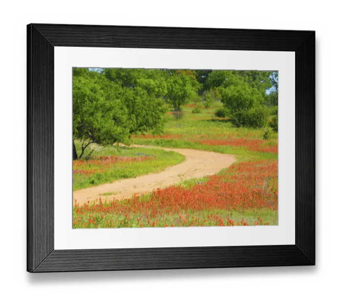 Framed Print : Dirt road lined with Indian paintbrush along Old Spanish Trail near Buchanan Dam Framed Print : Dirt road lined with Indian paintbrush along Old Spanish Trail near Buchanan Dam