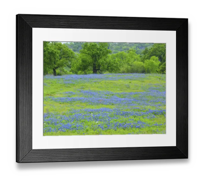 Framed Print : Field of bluebonnets and oak trees north of Llano Texas on Highway 16 Framed Print : Field of bluebonnets and oak trees north of Llano Texas on Highway 16
