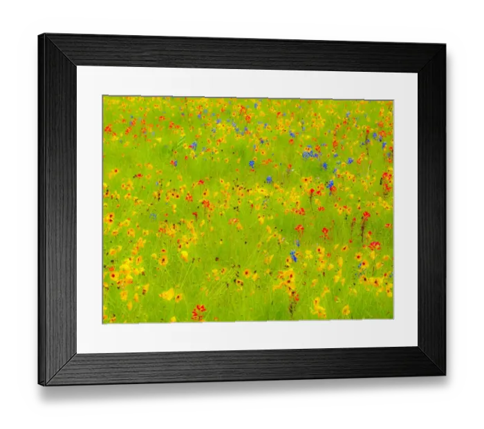 Framed Print : Springtime near Independence and Highway 390 on field of wildflowers