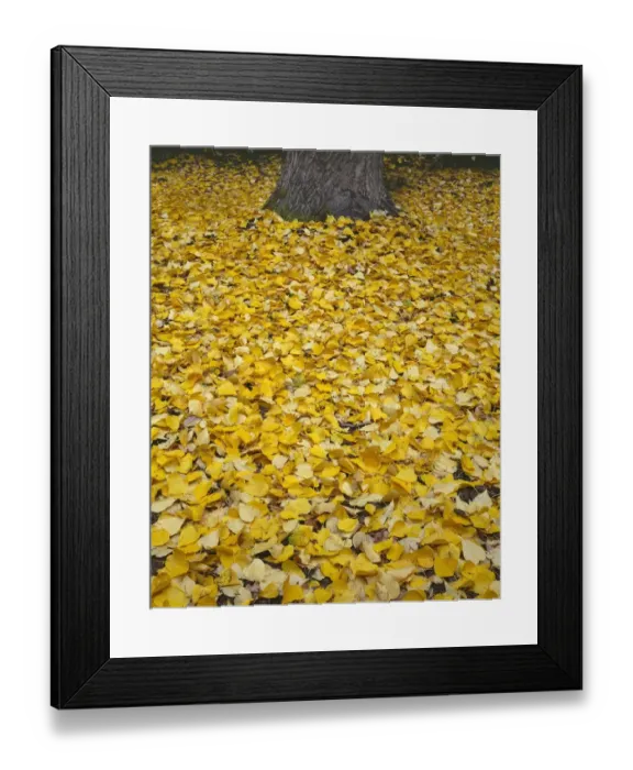 Framed Print : USA, Oregon, Mount Hood National Forest. Fall-colored leaves of black cottonwood Framed Print : USA, Oregon, Mount Hood National Forest. Fall-colored leaves of black cottonwood