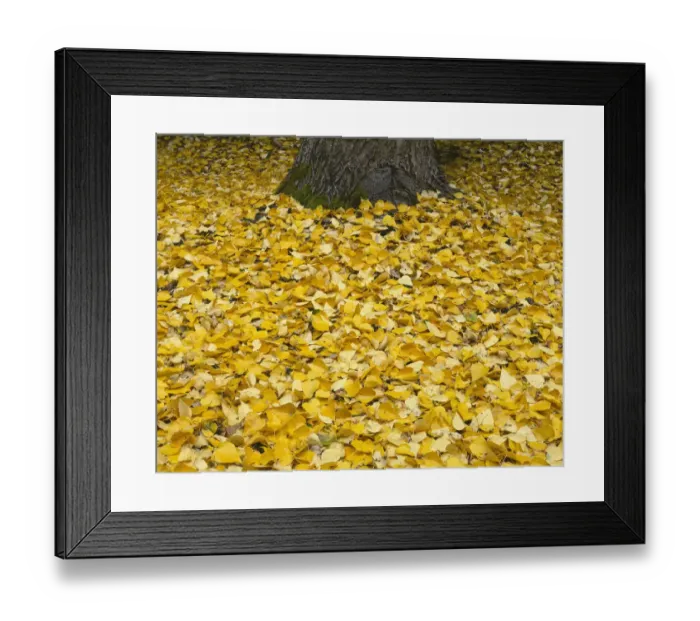Framed Print : USA, Oregon, Mount Hood National Forest. Fall-colored leaves of black cottonwood Framed Print : USA, Oregon, Mount Hood National Forest. Fall-colored leaves of black cottonwood