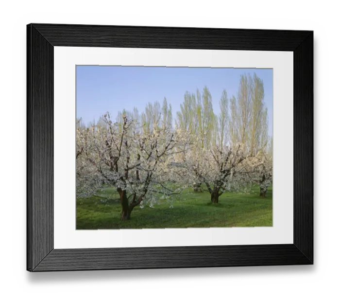 Framed Print : USA, Oregon, Columbia River Gorge. Flowering fruit orchard near Mosier with distant Framed Print : USA, Oregon, Columbia River Gorge. Flowering fruit orchard near Mosier with distant