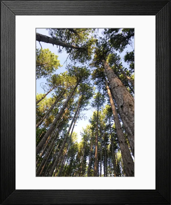 Framed Print : Old growth forest, Itasca State Park, Minnesota Framed Print : Old growth forest, Itasca State Park, Minnesota