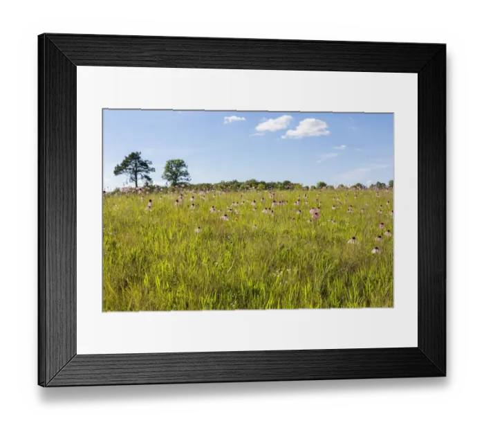 Framed Print : Pale Purple Coneflowers (Echinacea pallida) White River Trace Conservation Area, Dent County