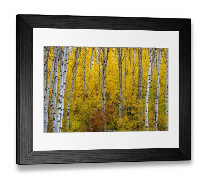 Framed Print : Aspen grove in peak fall colors in Glacier National Park, Montana, USA