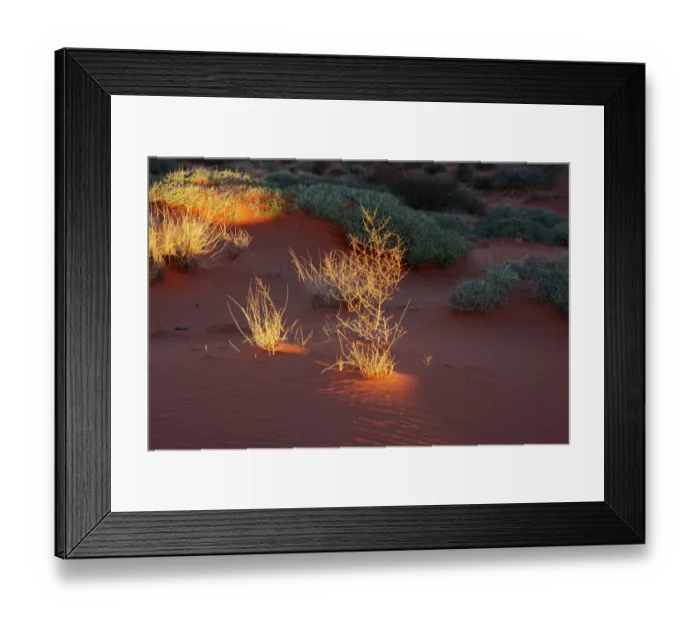 Framed Print : Illuminated grass, Valley of Fire State Park, Nevada, USA Framed Print : Illuminated grass, Valley of Fire State Park, Nevada, USA