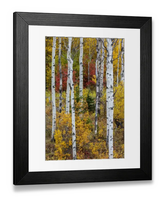 Framed Print : Aspen grove in peak fall colors in Glacier National Park, Montana, USA Framed Print : Aspen grove in peak fall colors in Glacier National Park, Montana, USA