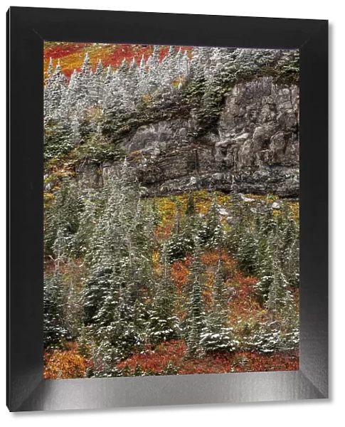 Fresh snowfall on autumn colors in Glacier National Park, Montana, USA