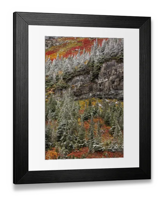 Framed Print : Fresh snowfall on autumn colors in Glacier National Park, Montana, USA Framed Print : Fresh snowfall on autumn colors in Glacier National Park, Montana, USA