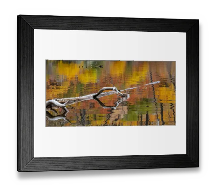 Framed Print : Tree limb and colorful autumn reflection on Lost Lake in Glacier National Park, Montana Framed Print : Tree limb and colorful autumn reflection on Lost Lake in Glacier National Park, Montana