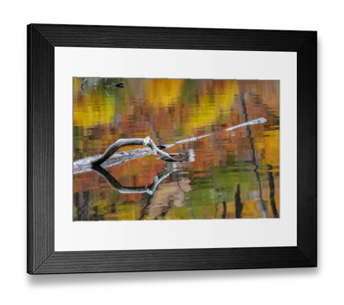 Framed Print : Tree limb and colorful autumn reflection on Lost Lake in Glacier National Park, Montana