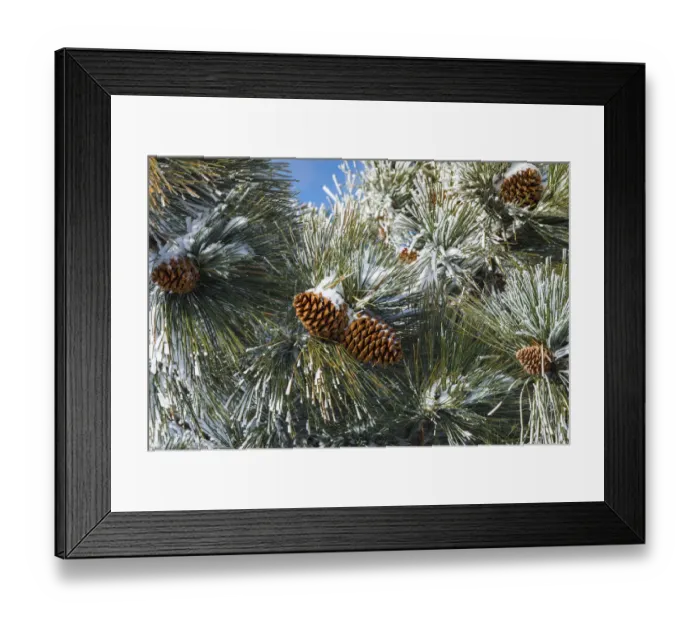 Framed Print : Snow on pine cones, San Bernardino National Forest, California, USA Framed Print : Snow on pine cones, San Bernardino National Forest, California, USA
