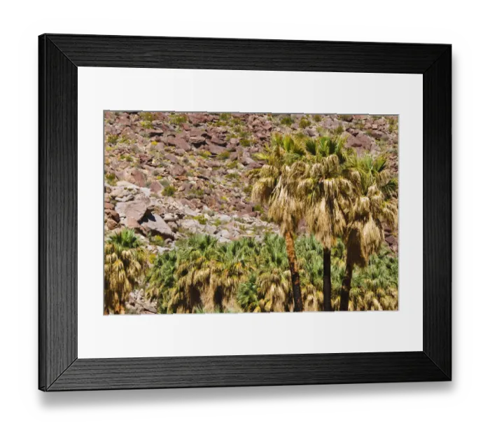 Framed Print : Oasis in Borrego Palm Canyon, Anza-Borrego Desert State Park, California, USA Framed Print : Oasis in Borrego Palm Canyon, Anza-Borrego Desert State Park, California, USA