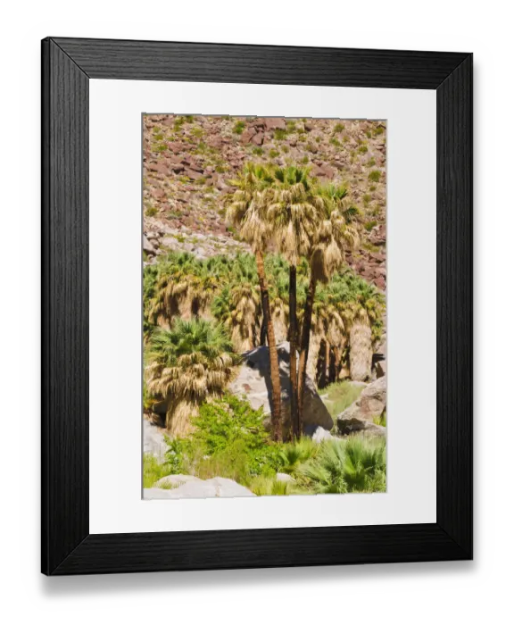 Framed Print : Oasis in Borrego Palm Canyon, Anza-Borrego Desert State Park, California, USA