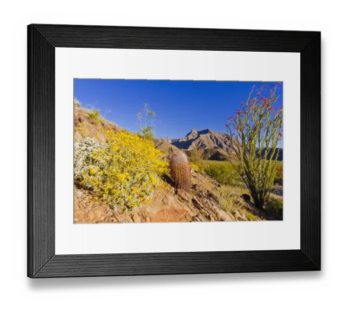 Framed Print : Morning light on barrel cactus and ocotillo under Indianhead Peak, Anza-Borrego Desert State Park Framed Print : Morning light on barrel cactus and ocotillo under Indianhead Peak, Anza-Borrego Desert State Park