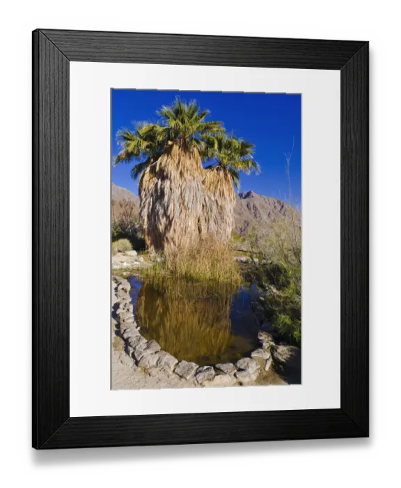 Framed Print : Palm oasis at the visitor center, Anza-Borrego Desert State Park, California, USA Framed Print : Palm oasis at the visitor center, Anza-Borrego Desert State Park, California, USA